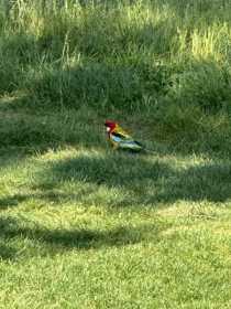 Sighting Rosella
