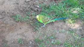 Sighting Parakeet