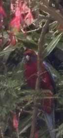 Sighting Rosella