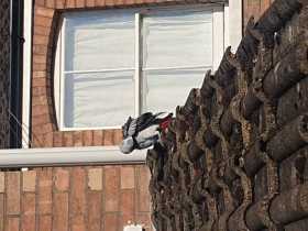 Sighting African Grey