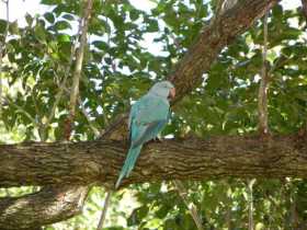 Sighting Indian Ringneck Parakeet