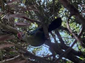 Sighting Turaco