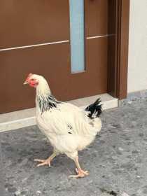 Sighting Chicken