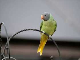 Sighting Grey-Headed Parakeet