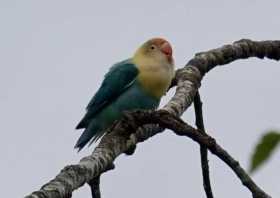 Sighting Lovebird