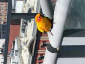 Sighting Conure