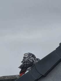 Sighting African Grey