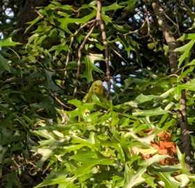 Sighting Budgerigar