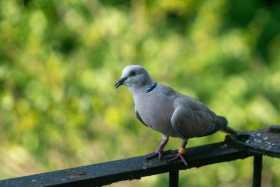 Sighting Dove