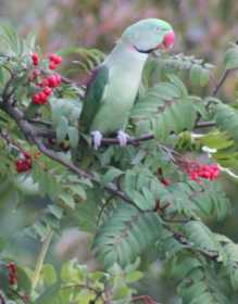 Sighting Alexandrine