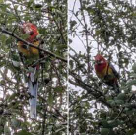 Sighting Rosella