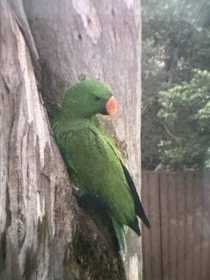 Sighting Eclectus