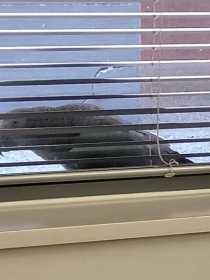 Sighting African Grey