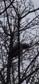 Sighting African Grey