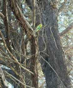 Sighting Budgerigar