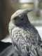 Cockatiel