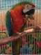 Macaw