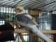 Cockatiel
