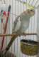 Cockatiel