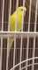 Parakeet
