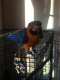 Macaw