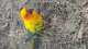 Conure