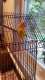 Lovebird