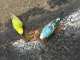 Parakeet