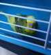 Budgerigar