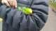 Parakeet