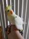 Cockatiel