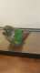 Conure