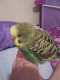 Parakeet