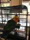 Conure