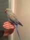 Indian Ringneck Parakeet