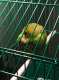 Budgerigar
