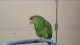 Red Crowned Amazon