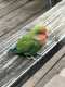 Lovebird