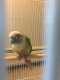 Conure