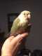 Conure
