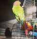 Conure