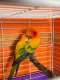 Conure