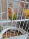 Lovebird