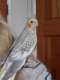 Cockatiel