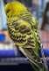 Budgerigar