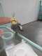 Cockatiel