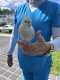 Cockatiel