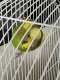 Budgerigar
