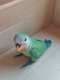 Lovebird