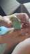 Budgerigar